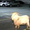 Video: Runaway Goat Captured By Former African Goat Herder In Brooklyn